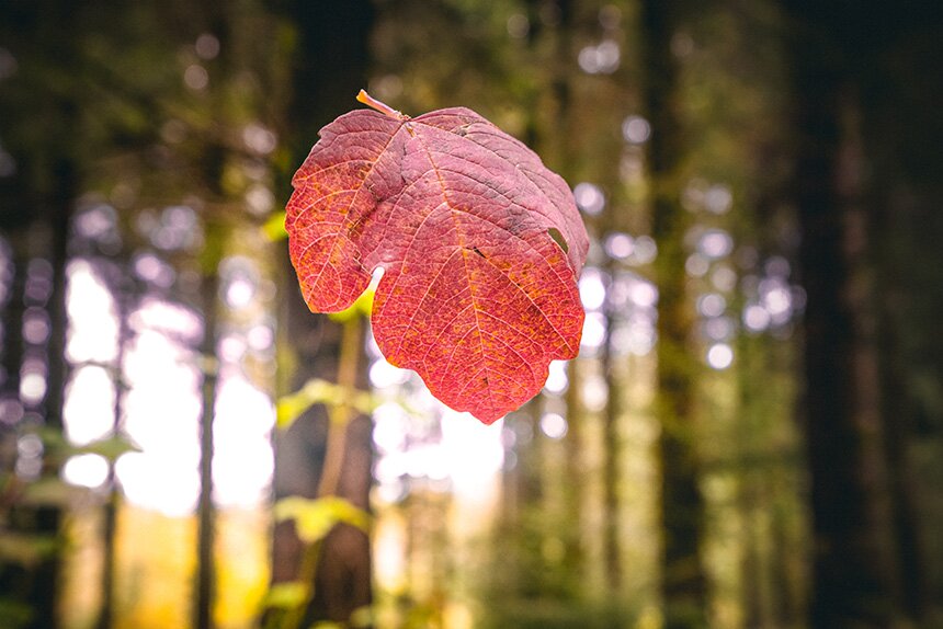  ������������� �������������� �������� 