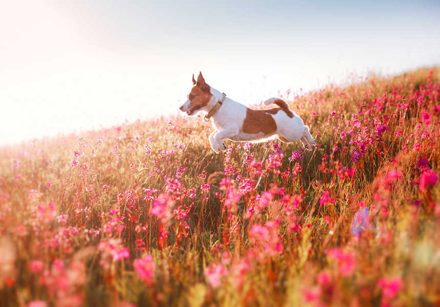 Обои для рабочего стола от Passion.ru: май 2020