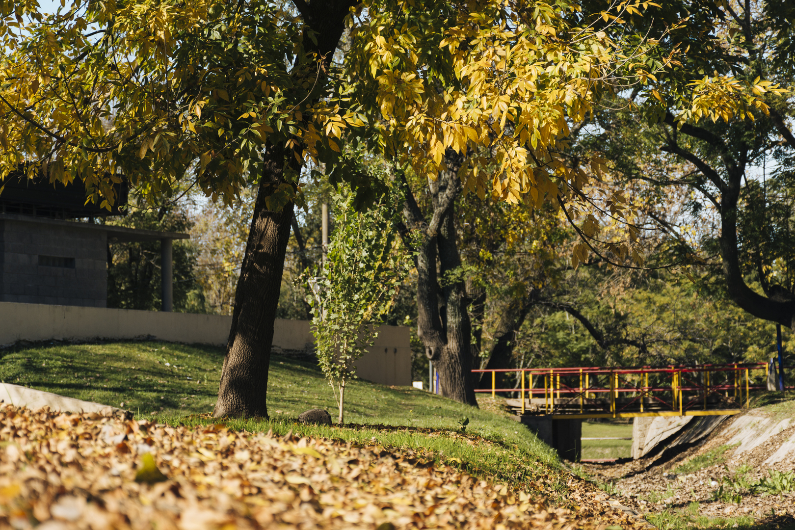 Девушке, на которую упало дерево в Оренбурге, могут ампутировать ноги