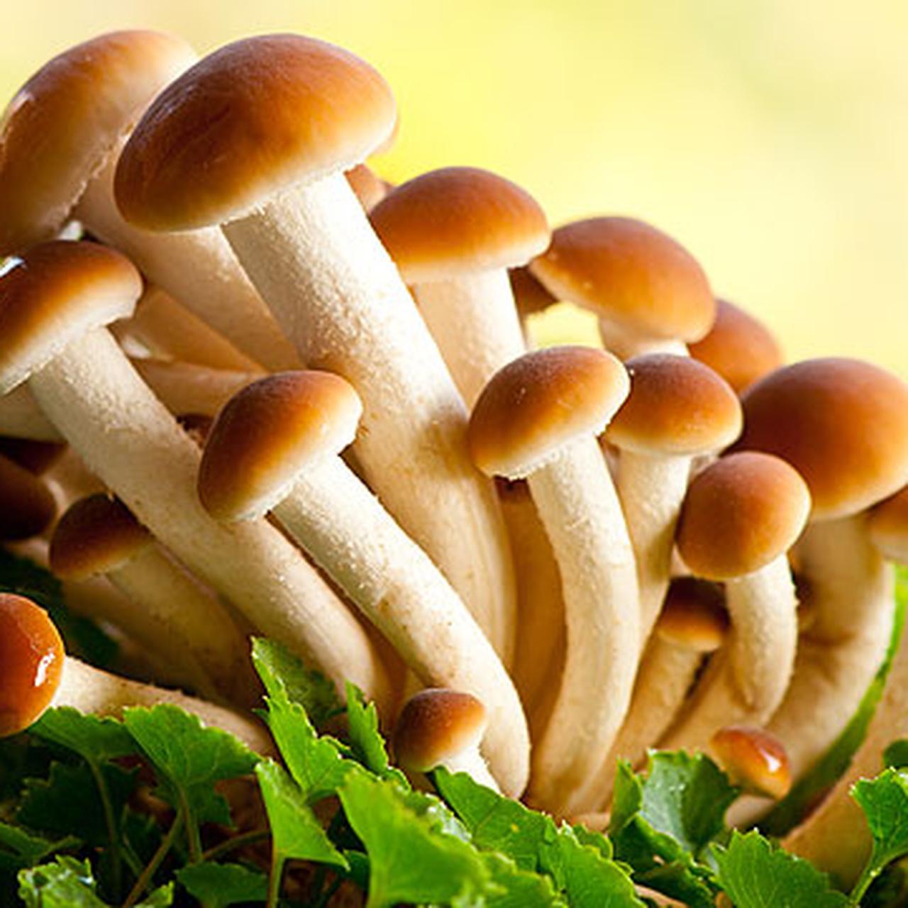 опята тонконогие. приму опята. приму опята. успенские опята. осенние опята ссыхающийся.