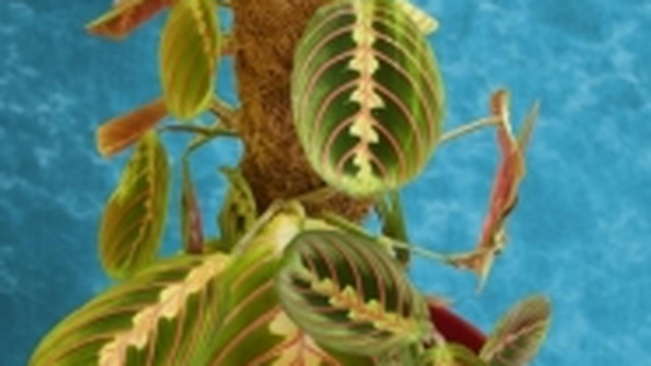 Маранта - Страсти