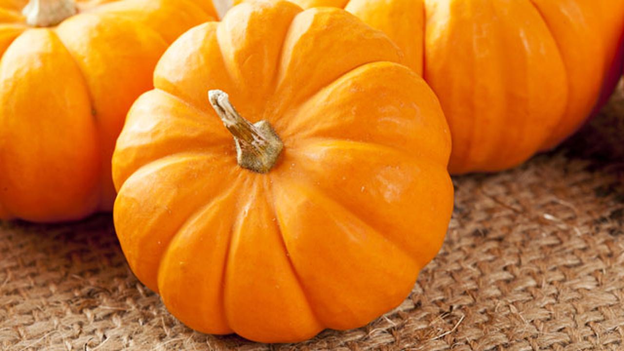 Тыква в разрезе. Мякоть тыквы. Тыква твердокорая сорта. Тыквина биология 6 класс. Плодом тыквы является.