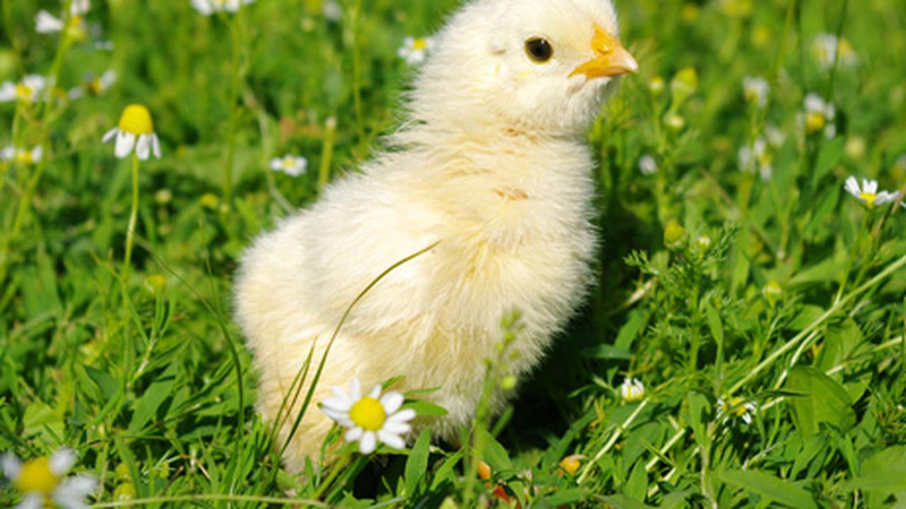 Цыпленок пик. Цыпленок в траве. Цыплята на лужайке. Трава похожая на цыплят. Цыпленок щиплет травку.