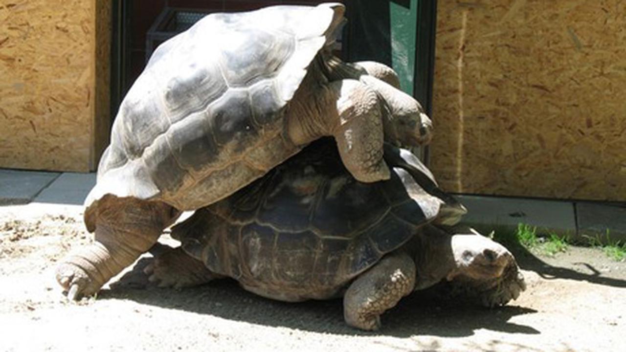 Черепахи пара. Австрийская черепаха. Черепахи и их пары. Черепаха игрушки зоопарк.