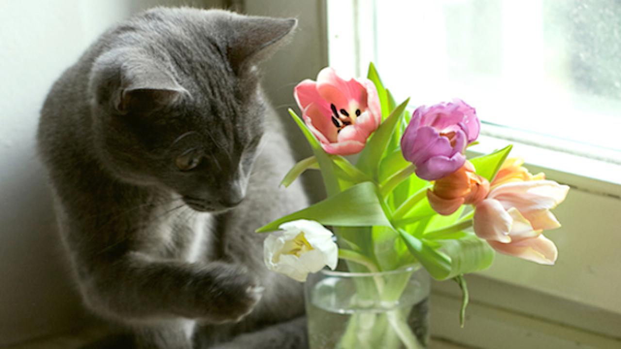 Подарить цветы в окно. Котики и цветы. Котик на подоконнике. Котик с цветочком.
