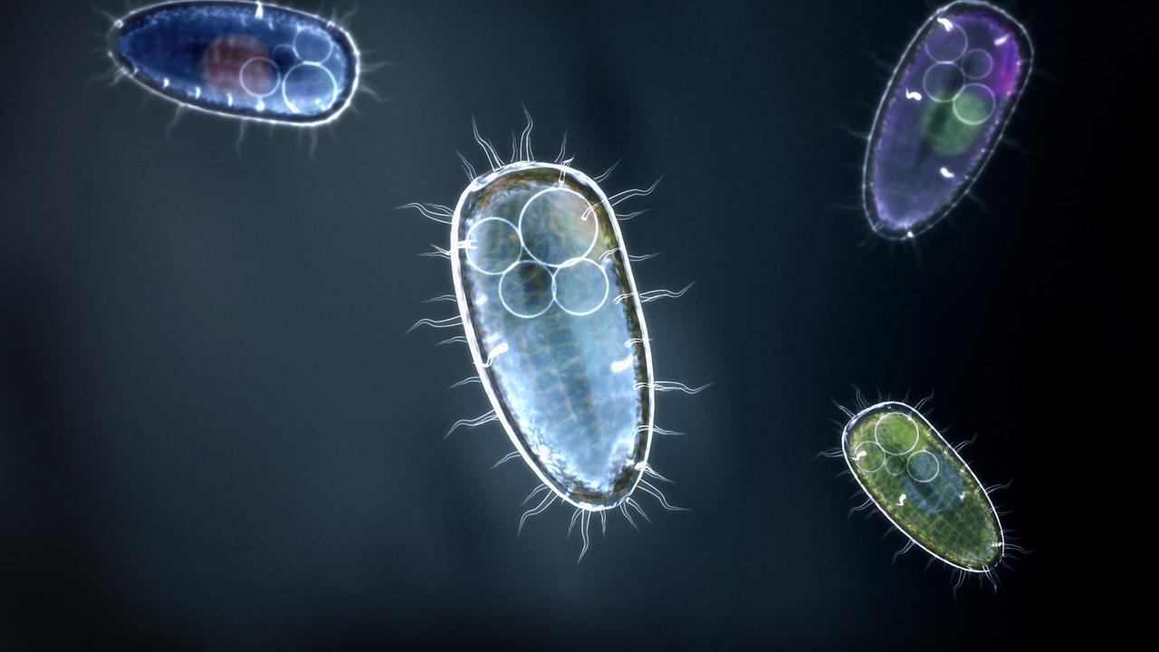 Появление первых микроорганизмов
