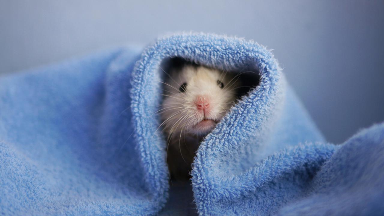Хомяки спят ночью. Мышонок в пледе. Мышка в одеялке. Мышонок в одеяле. Хомячки с одеялом.