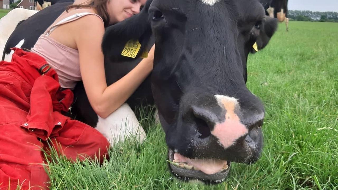 Отель в США предлагает гостям обниматься с коровами за 75 долларов