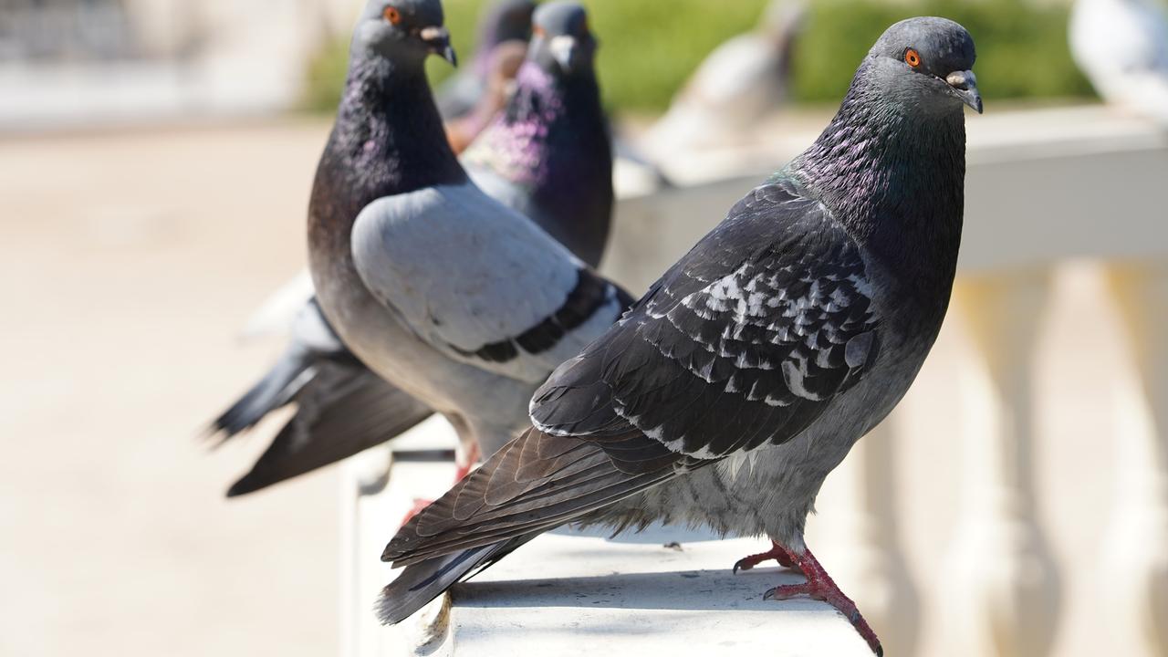 Нужно ли оградить своих детей от голубей? Инфекционист оценил новый вирус у птиц