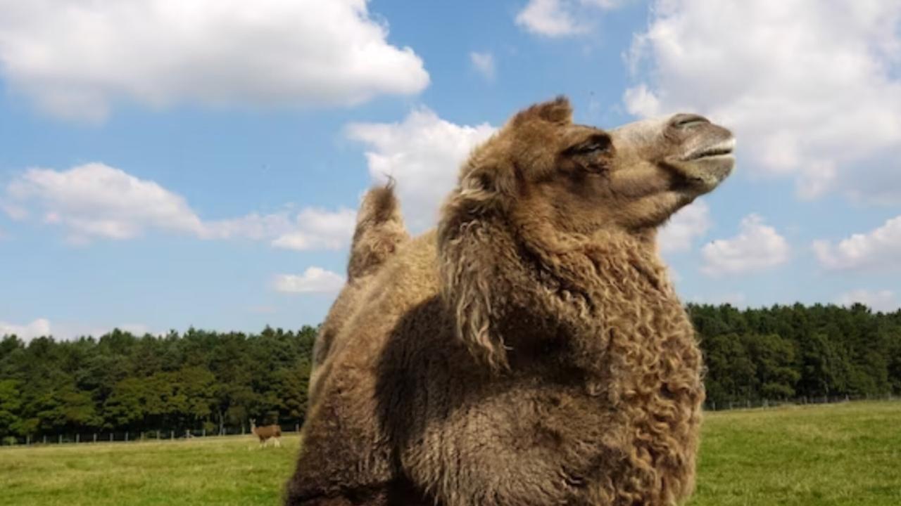 Смертельный удар: видео поединка человека с верблюдом попало в сеть