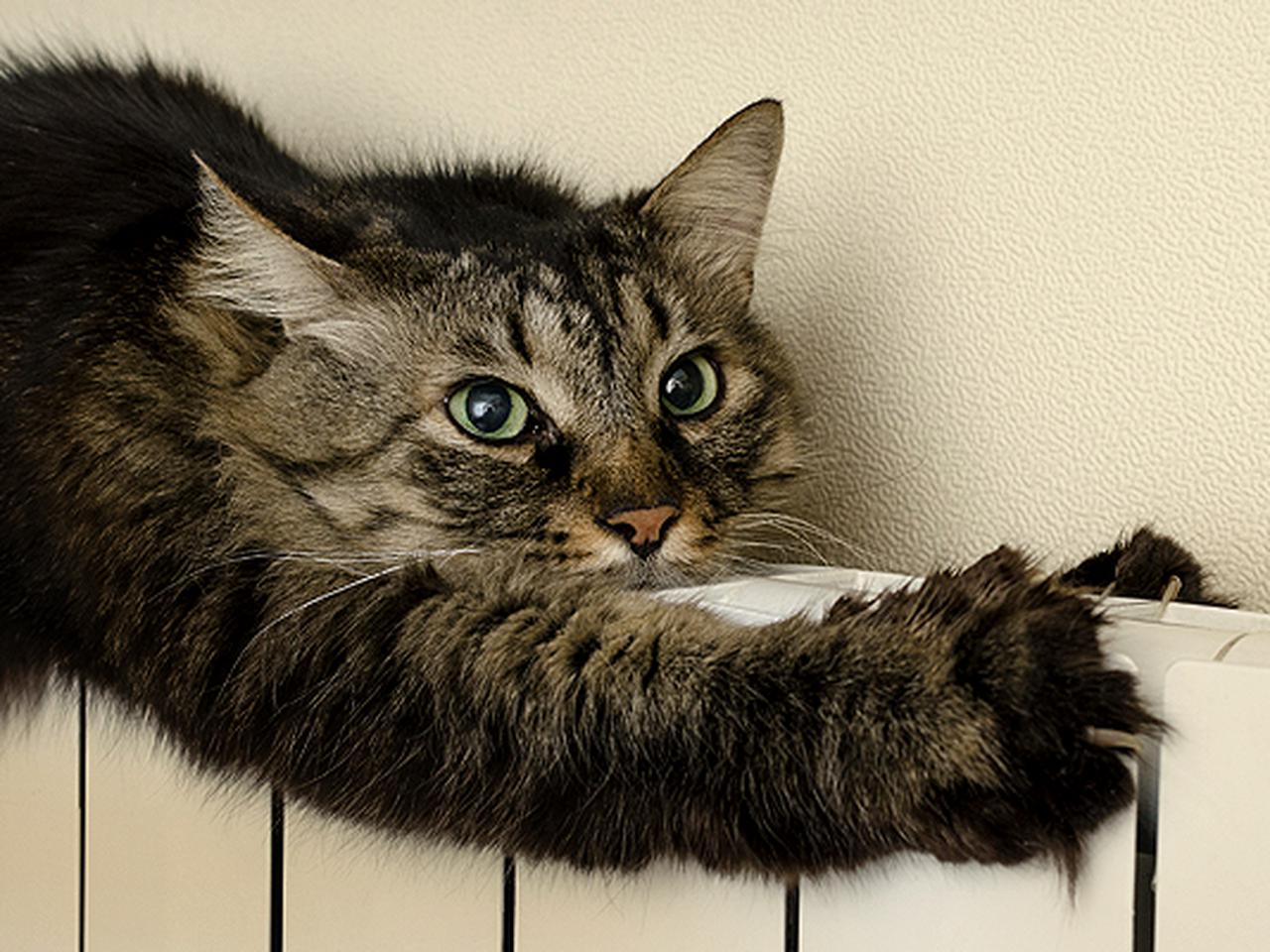 Кошка как нагревательный мат – лечебные свойства кошачьего тепла