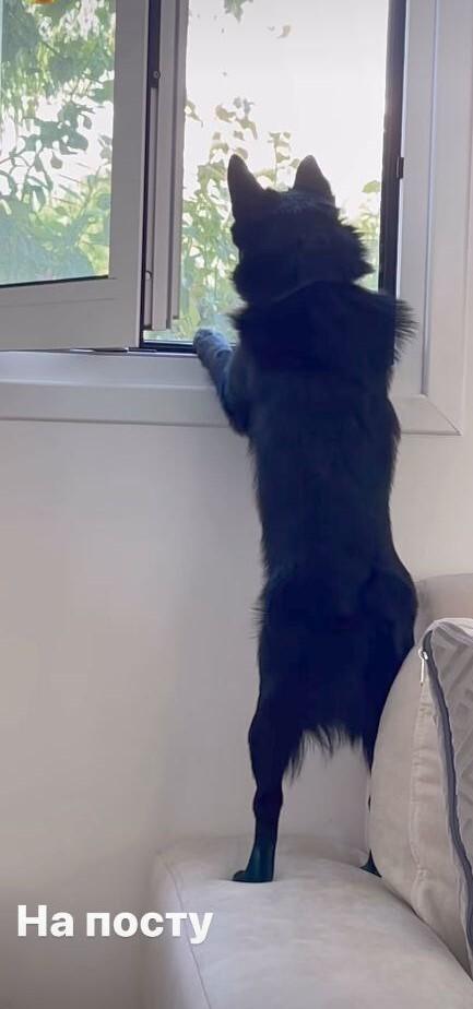 Собака по кличке Рокки