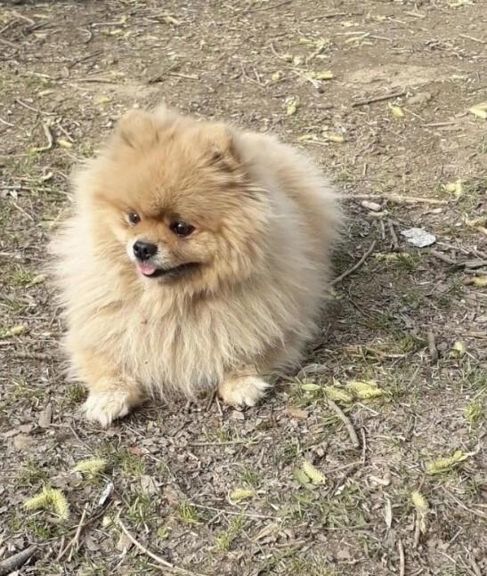 «Обмазывал лицо кровью»: зоозащитница рассказала о жестоком убийстве собаки в Калужской области