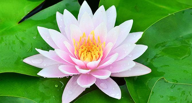 Лотос: Дом: Л | Passion.ru