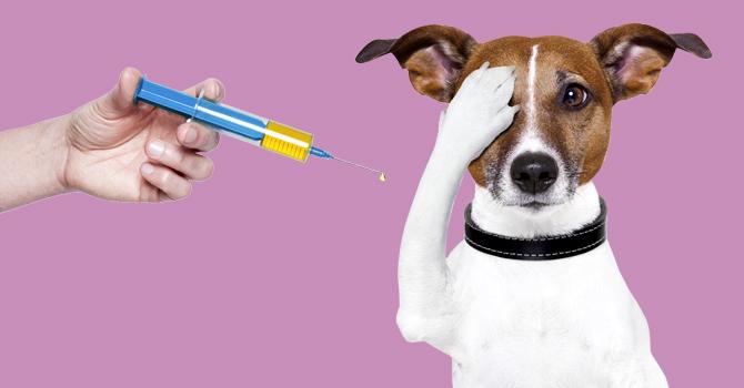 chto delat esli vas pokusala sobaka passion ru