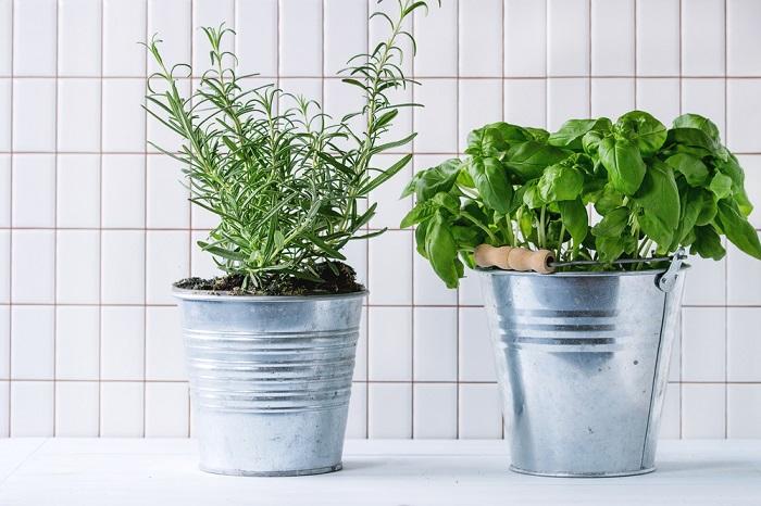 Какие комнатные растения помогают улучшить самочувствие