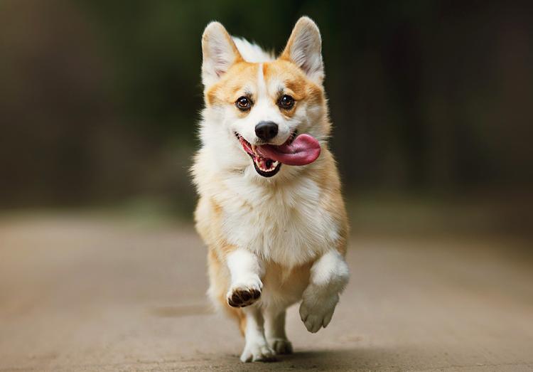 test kakaya poroda sobak vam podhodit passion ru