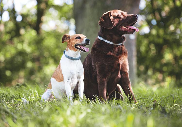как избавиться от блох у собаки в домашних условиях Lichnyj Opyt Kak Ya Nashla Idealnuyu Zashitu Ot Kleshej I Bloh Dlya Svoih Pitomcev Passion Ru