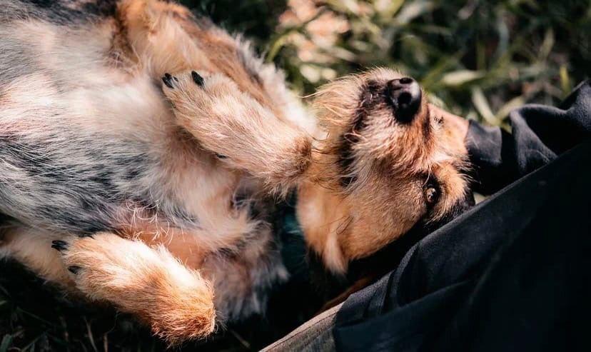 В Москве пройдет фестиваль WOOF в поддержку животных из приютов