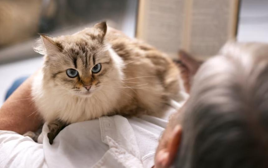 Россияне отомстили блогеру, издевавшемуся над своим котом