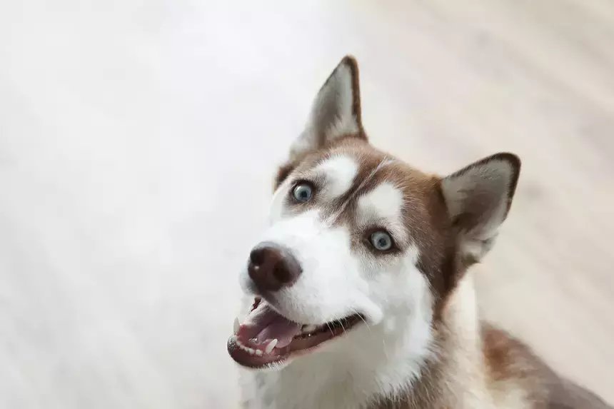 Сделал замечание и получил по голове: в Петербурге мужчины подрались из-за собачьих фекалий