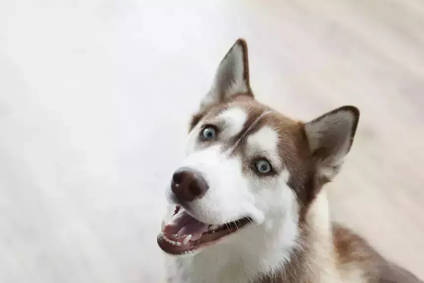 Житель Забайкальского края задушил собаку на глазах у детей и протащил ее тело по поселку