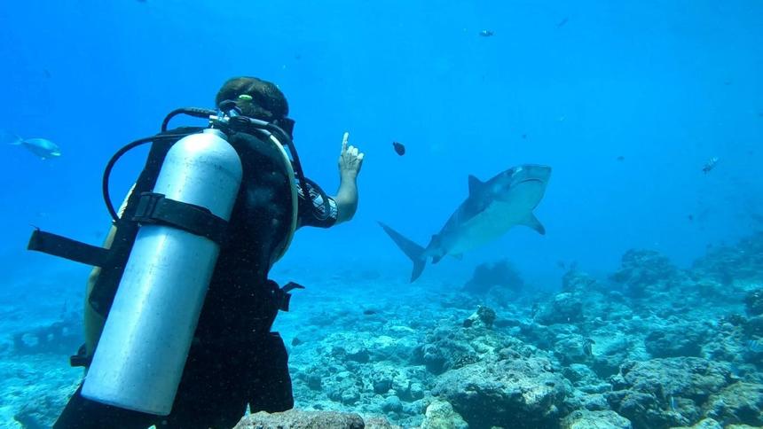 Дайвер назвал 10 правил поведения при встрече с акулами