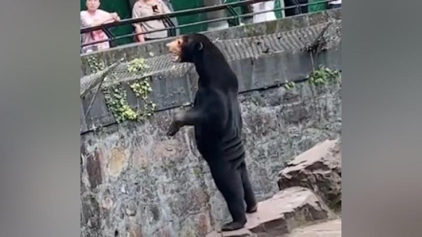 Говорят, медведь – ненастоящий: зоопарк заподозрили в подмене животных людьми