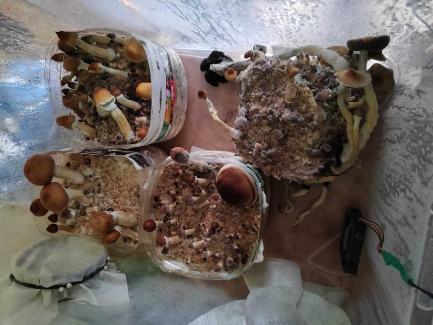 Наркофермеру с Алтая грозит статья за выращивание галлюциногенных грибов