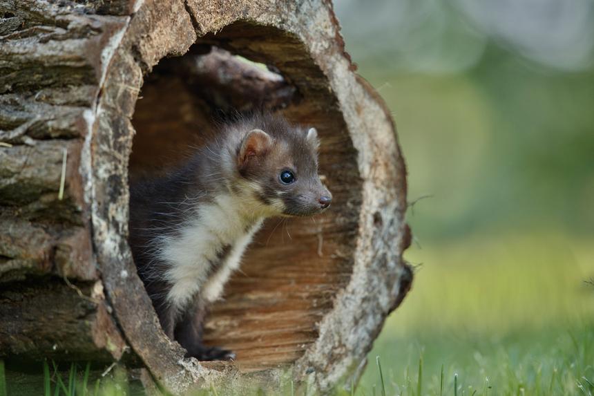 В Уфе куница пробралась в квартиру и захватила детскую комнату