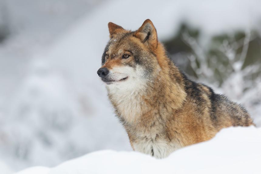 В разных регионах России не стали скрывать сообщения о нападениях волков