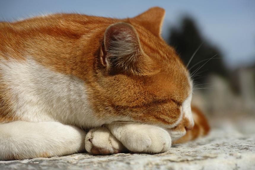 История кота Твикса: как питомец ценой своей жизни обратил внимание на важную проблему