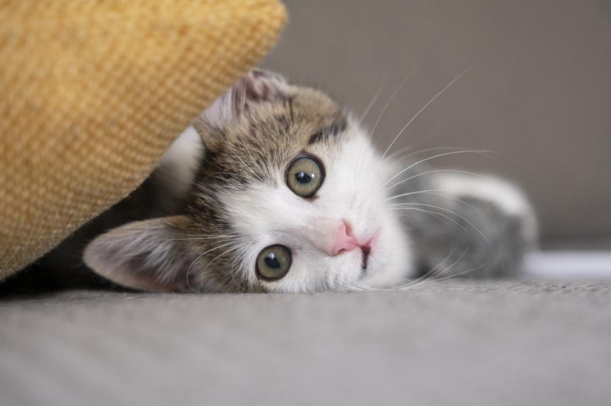 Россиянка открыла у себя дома нелегальный детсад и кошачий отель