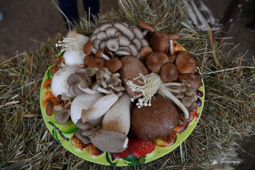 Нет привычной шляпки и ножки: россиянин нашел в лесу редкий «танцующий гриб»