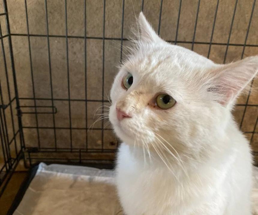 На фото кот Пломбир