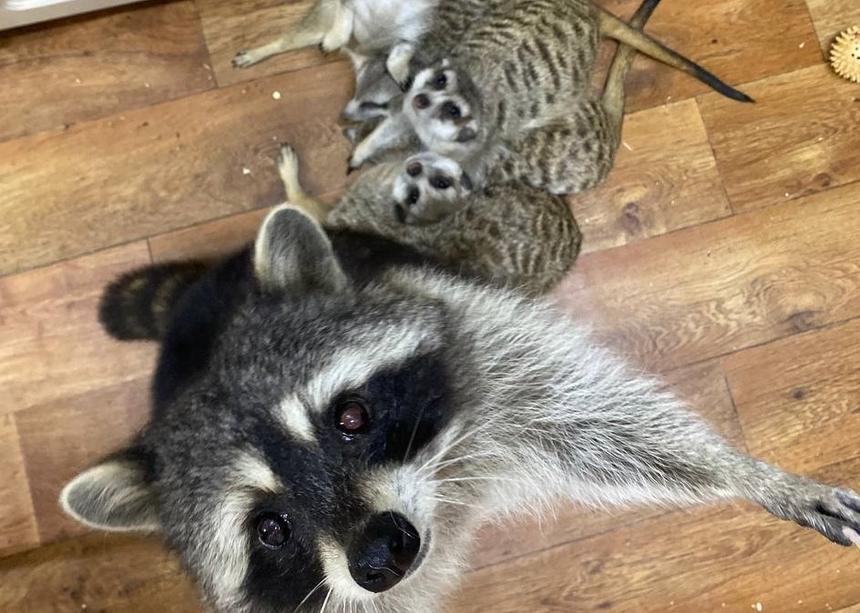 От питона до носухи: истории россиян, которые живут дома с экзотическими питомцами