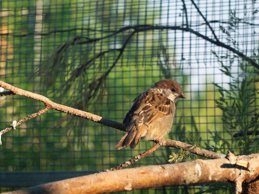 «Многие уверены, что мы — обслуживающий персонал»: волонтер реабилитационного центра для птиц рассказала о хейтерах