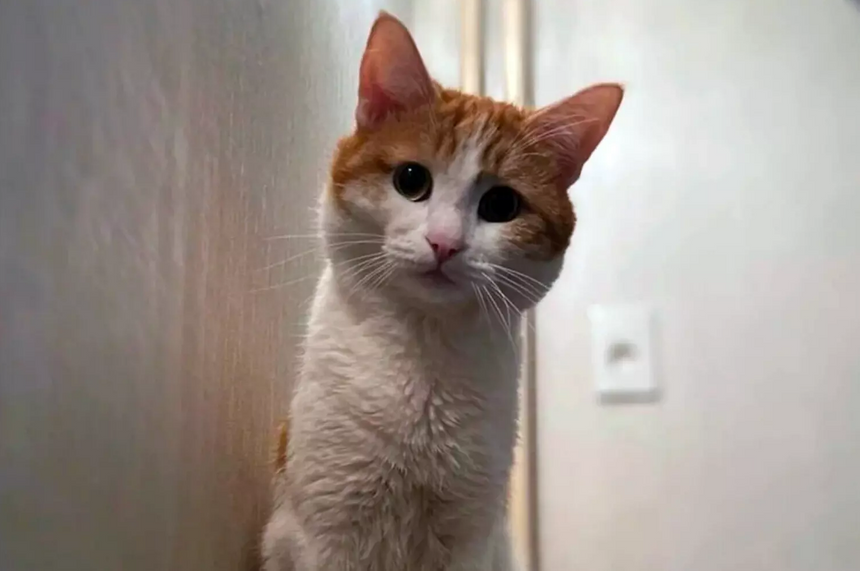 Следственный комитет не нашел вины проводницы в гибели кота Твикса