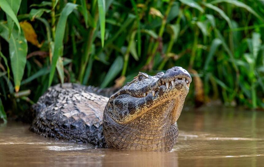 В Австралии умер крокодил Берт из фильма «Крокодил Данди»