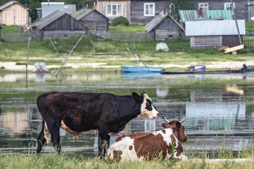 В Хакасии коровы сломали женщине 13 ребер и отправили ее в реанимацию