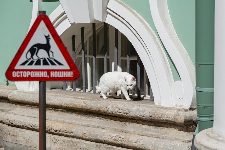В России животные не могут быть наследниками: адвокат раскрыла судьбу завещания, в котором указаны коты Эрмитажа