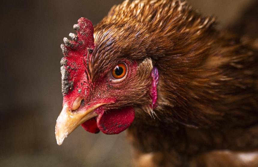 В России массово забивают кур-несушек на птицефабриках из-за падения цен на яйца