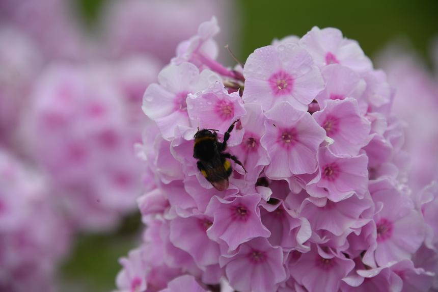 Пчелы до смерти закусали отца и дочь