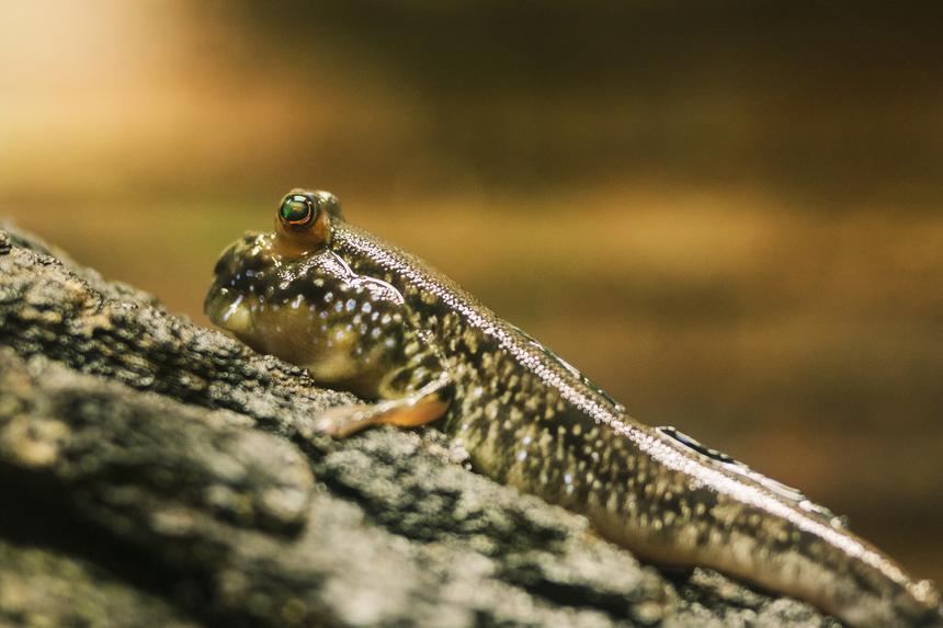 19-летний спортсмен на спор съел огромного слизня и впал в кому