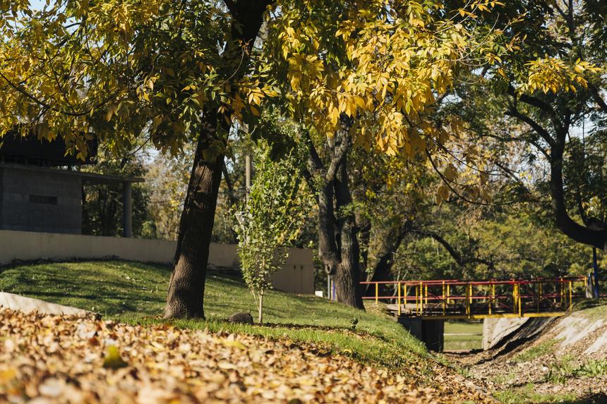 Девушке, на которую упало дерево в Оренбурге, могут ампутировать ноги