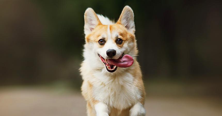 test kakaya poroda sobak vam podhodit passion ru