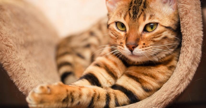 kak perevozit koshku bez stressa 9